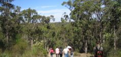 Der Wald ist für Erholungssuchende in vielen Teilen der Welt ein beliebtes Ziel, wie hier in der Nähe von Brisbane, Australien. © Judith Stöger-Goiser für IUFRO