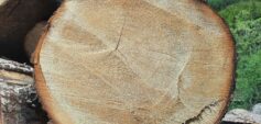 Die Nachfrage nach Holzprodukten steigt, nicht zuletzt wegen ihres Potenzials zur Eindämmung des Klimawandels. © Gerda Wolfrum / IUFRO
