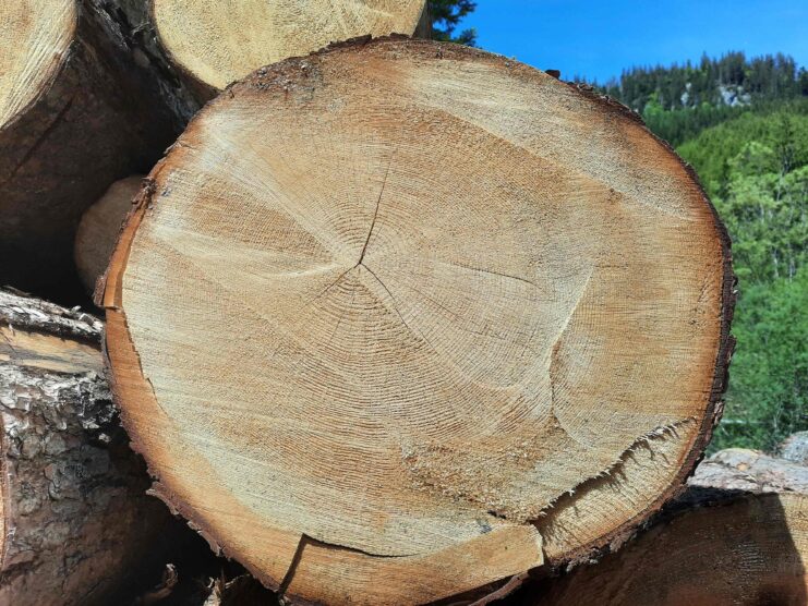 Die Nachfrage nach Holzprodukten steigt, nicht zuletzt wegen ihres Potenzials zur Eindämmung des Klimawandels. © Gerda Wolfrum / IUFRO