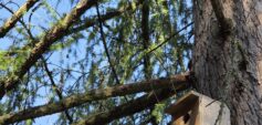 Die moderne Forstwirtschaft verfolgt zunehmend einen multifunktionalen Ansatz mit dem Ziel, mehrere Ökosystemleistungen gleichzeitig bereitzustellen. © Nelson Grima / IUFRO