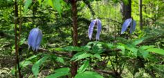 Die Erhaltung einer vielfältigen Waldstruktur gilt als eine der wirksamsten Maßnahmen zum Schutz der biologischen Vielfalt in bewirtschafteten Wäldern. Große alte Bäume, Totholz, Unterwuchs und Lücken im Kronendach schaffen wichtige Lebensräume für zahlreiche Tier- und Pflanzenarten. © Gerda Wolfrum / IUFRO