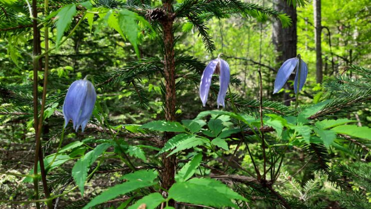 Die Erhaltung einer vielfältigen Waldstruktur gilt als eine der wirksamsten Maßnahmen zum Schutz der biologischen Vielfalt in bewirtschafteten Wäldern. Große alte Bäume, Totholz, Unterwuchs und Lücken im Kronendach schaffen wichtige Lebensräume für zahlreiche Tier- und Pflanzenarten. © Gerda Wolfrum / IUFRO