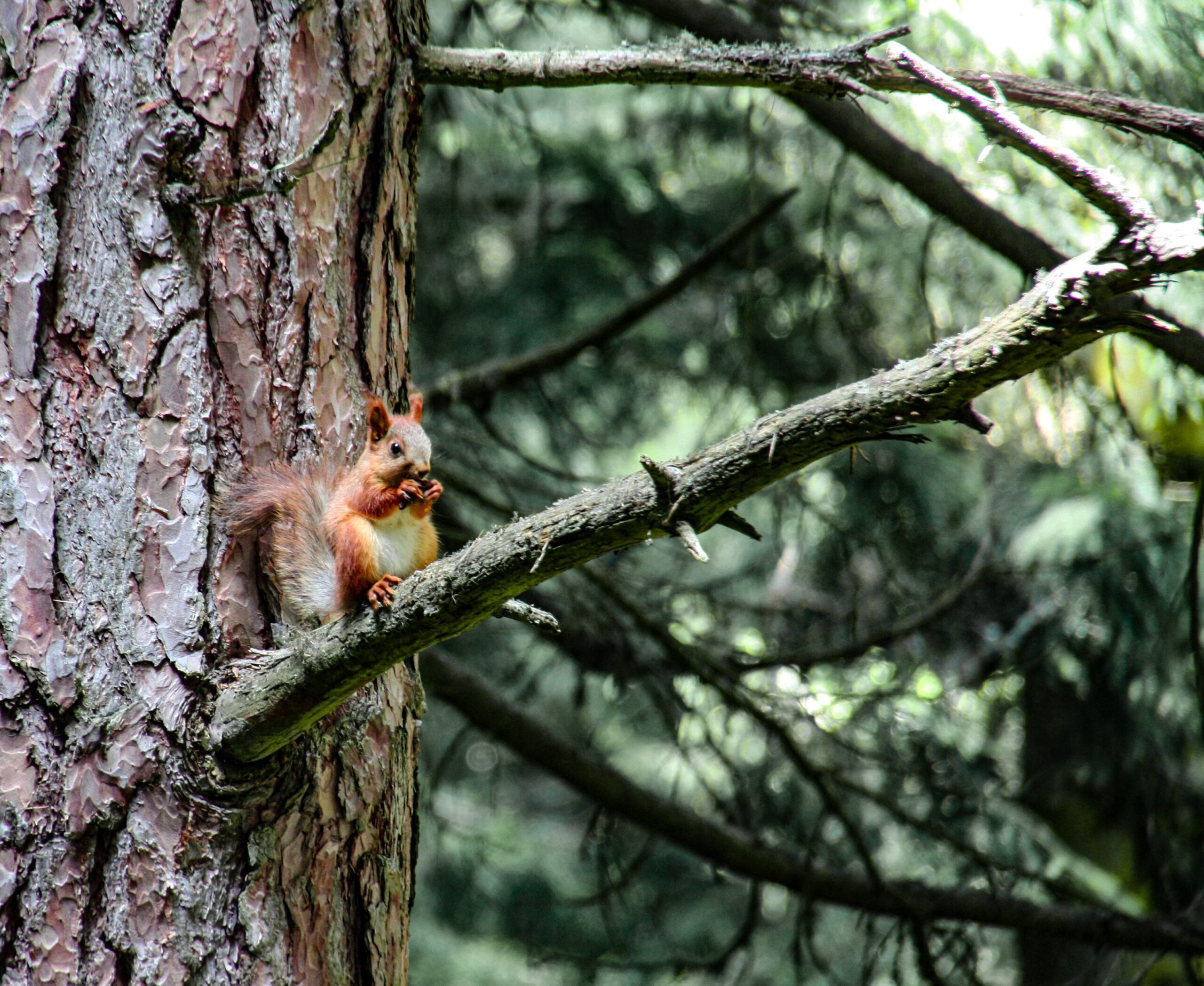 (c) Nelson Grima | IUFRO/ TU4F